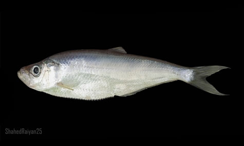 Coromandel ilisha - Boro cokkha ilish (বড় চোক্ষা ইলিশ), Boro choukka (বড় চৌক্কা), Choukka mach (চৌক্কা মাছ), Faissa (ফাইস্যা) - Ilisha filigera - Type: Bonyfish