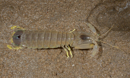 Mantis shrimp - Icha (ইচা) - Oratosquillina interrupta - Type: Mantis_shrimp