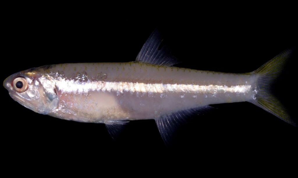 Thai anchovy - Saccha Phesa (স্বচ্ছ ফেসা) - Stolephorus dubiosus - Type: Bonyfish