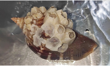 Not Known - Not Known - Striatobalanus tenuis - Type: Barnacles
