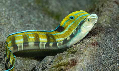 Hairtail blenny, Hairtail snakeblenny, Snake blenny - Not known - Xiphasia setifer - Type: Bonyfish