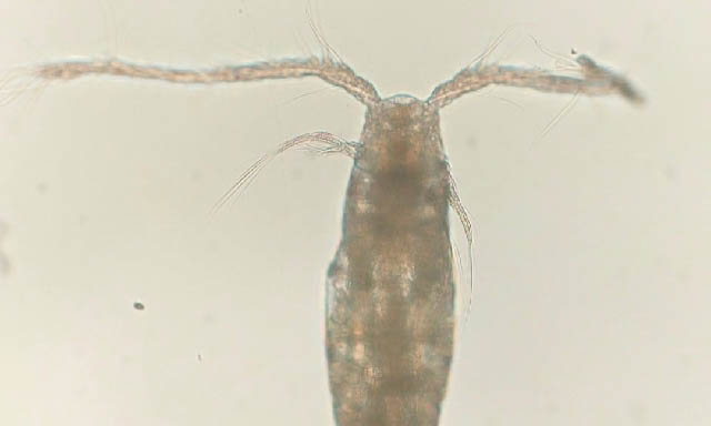 Not Known - Not Known - Acartia (Acanthacartia) bifilosa - Type: Zooplankton