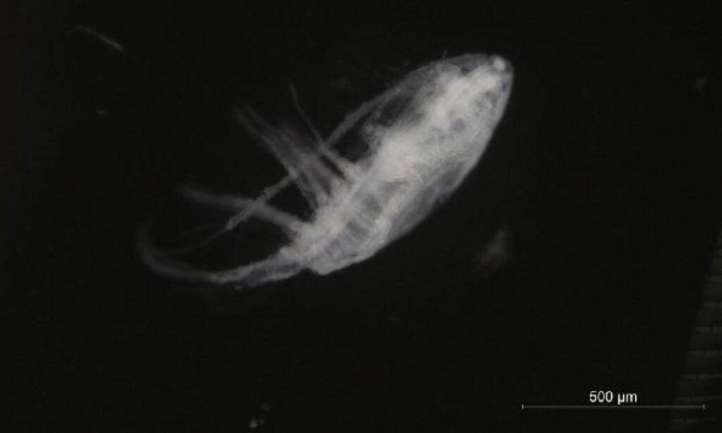 Not Known - Not Known - Acartia (Acartiura) clausi - Type: Zooplankton