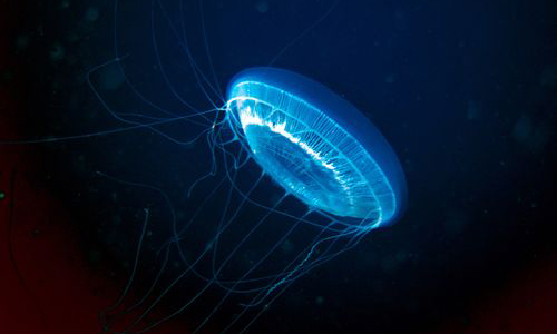 Hydrozoan medusa - Jellyfish (জেলিফিশ) - Aequorea pensilis - Type: Jellyfish