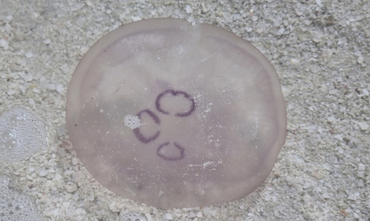 Moon jellyfish - Jellyfish (জেলিফিশ) - Aurelia maldivensis - Type: Jellyfish
