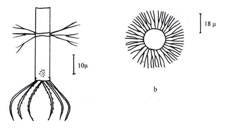 - Not Known - Bacteriastrum elongatum - Type: Phytoplankton