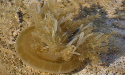 Upsidedown jelly - Ultano jellyfish (উল্টানো জেলিফিশ) - Cassiopea xamachana - Type: Jellyfish