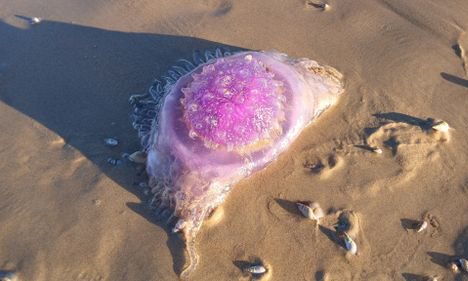 Crowned jellyfish - Jellyfish (জেলিফিশ) - Cephea cephea - Type: Jellyfish