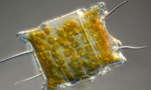 - Not Known - Cerataulus granulata - Type: Phytoplankton