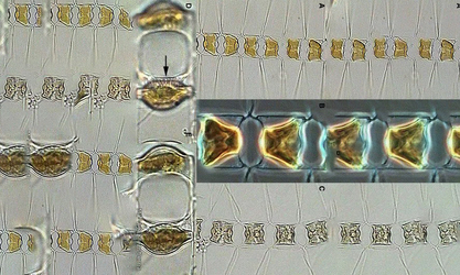 - Not Known - Chaetoceros brevis - Type: Phytoplankton