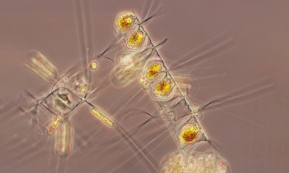 - Not Known - Chaetoceros constrictus - Type: Phytoplankton