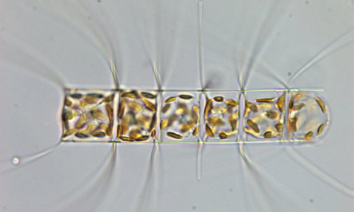 - Not Known - Chaetoceros lauderi - Type: Phytoplankton
