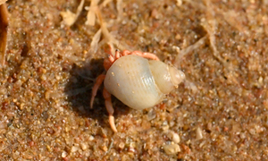Australian Land Hermit Crab, Aussie Land