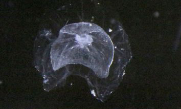 Not Known - Not Known - Cordagalma ordinatum - Type: Marine_hydroids