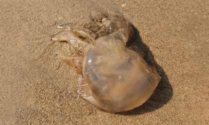 Catostylid jellyfish - Jellyfish (জেলিফিশ) - Crambionella annandalei - Type: Jellyfish