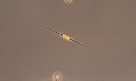 - Not Known - Cylindrotheca sp - Type: Phytoplankton