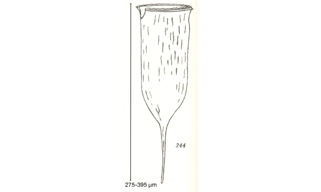 - Not Known - Cymatocylis sp. - Type: Phytoplankton