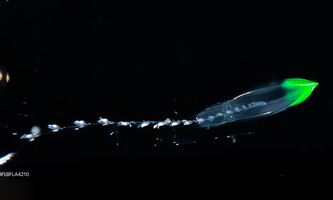 Not Known - Not Known - Diphyes bojani - Type: Marine_hydroids