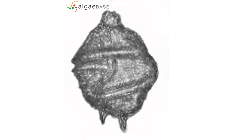 - Not Known - Gonyaulax spinifera - Type: Phytoplankton