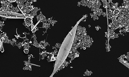 - Not Known - Gyrosigma sp. - Type: Phytoplankton