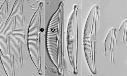 - Not Known - Halamphora hyalina - Type: Phytoplankton