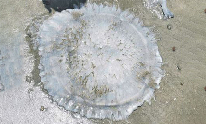 White type Jellyfish - Jellyfish (জেলিফিশ) - Lobonemoides robustus - Type: Jellyfish