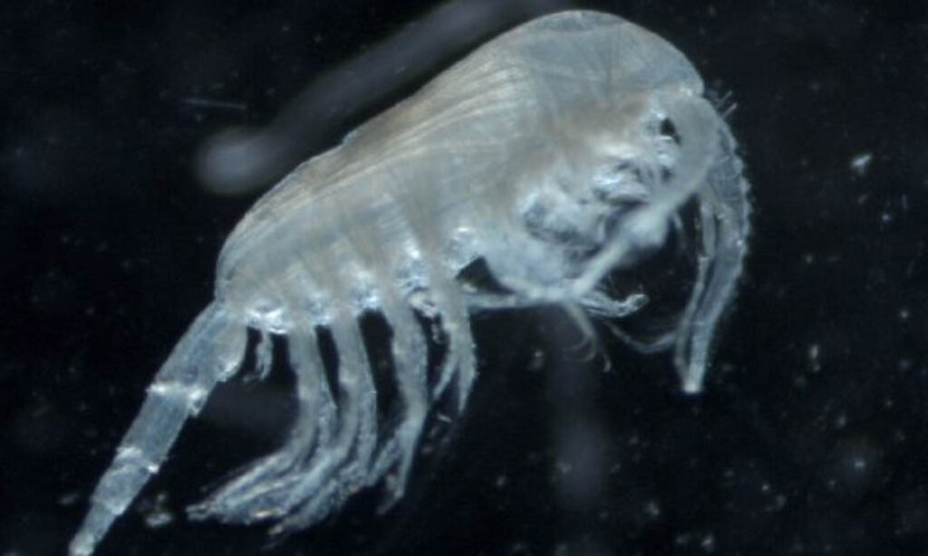 Not Known - Not Known - Metridia lucens lucens - Type: Zooplankton