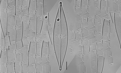 - Not Known - Navicula salinarum - Type: Phytoplankton