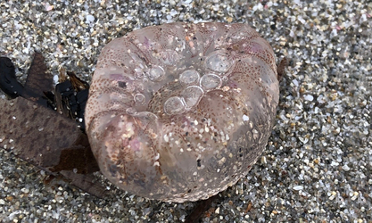 Mauve stinger/ Pink jellyfish/ Waarty jellyfish - Jellyfish (জেলিফিশ) - Pelagia noctiluca - Type: Jellyfish