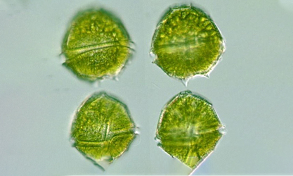- Not Known - Peridinium sp. - Type: Phytoplankton