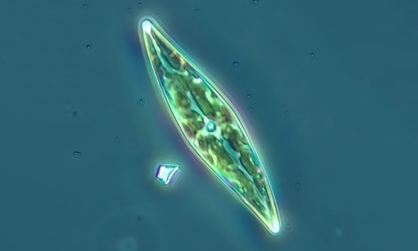 - Not Known - Pleurosigma directum - Type: Phytoplankton