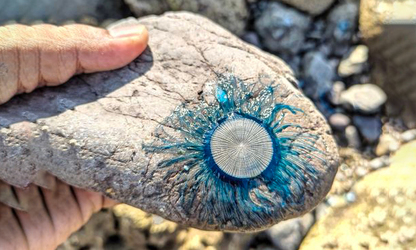 Blue button - Jellyfish (জেলিফিশ) -

Porpita porpita - Type: Jellyfish
