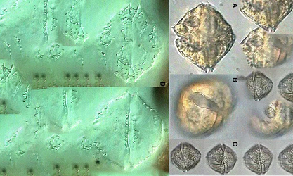 - Not Known - Protoperidinium thorianum - Type: Phytoplankton