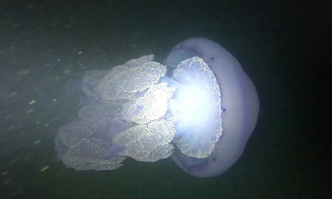 Barrel jellyfish/ Dustbin-lid jellyfish/ Frilly-mouthed jellyfish - Jellyfish (জেলিফিশ) - Rhizostoma pulmo - Type: Jellyfish