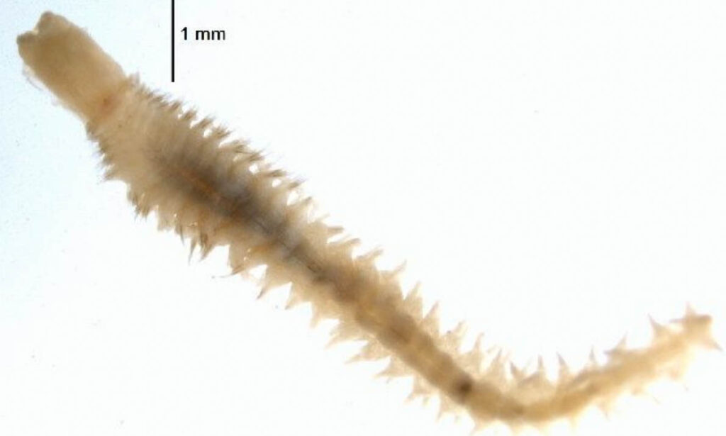 Not Known - Not Known - Micronephthys oligobranchia - Type: Zooplankton