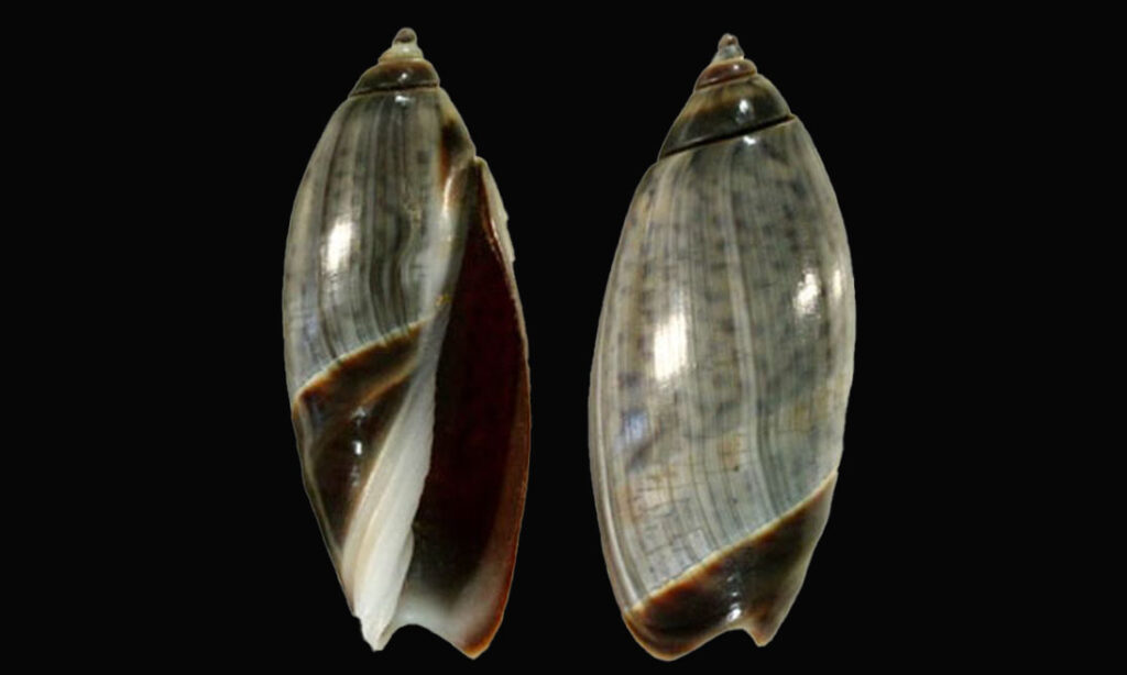 Open mouth ancila - Bukchira (বুকচিরা) - Agaronia propatula - Type: Sea_snails