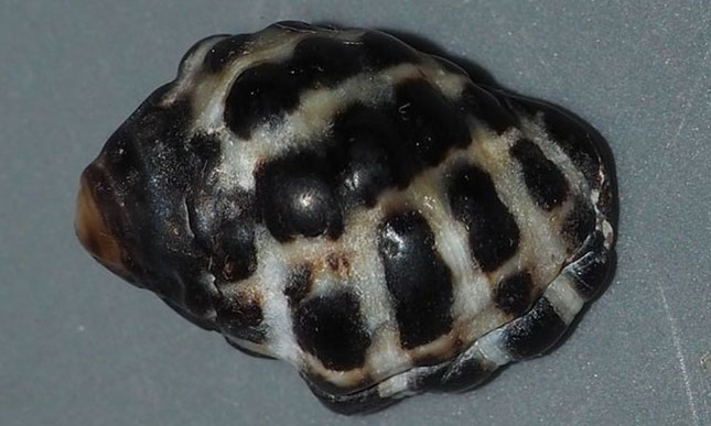 - - Arakawania marginalba - Type: Sea_snails
