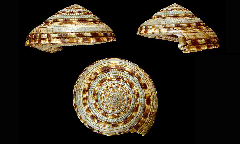 Giant sundial shell - Shamuk (শামুক) - Architectonica maxima - Type: Sea_snails