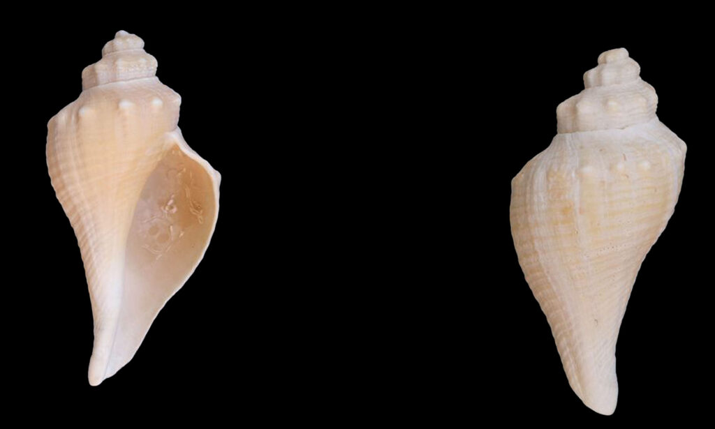 Ternate false fusus, Ternate melongena - Lomba kata shamuk (লম্বা কাটা শামুক) - Brunneifusus ternatanus - Type: Sea_snails