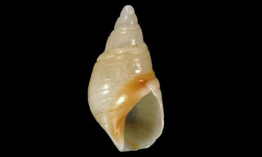 Callused bullia - Shamuk (শামুক) - Bullia callosa - Type: Sea_snails