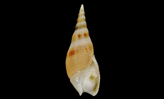 pure bullia - Shamuk (শামুক) - Bullia pura - Type: Sea_snails