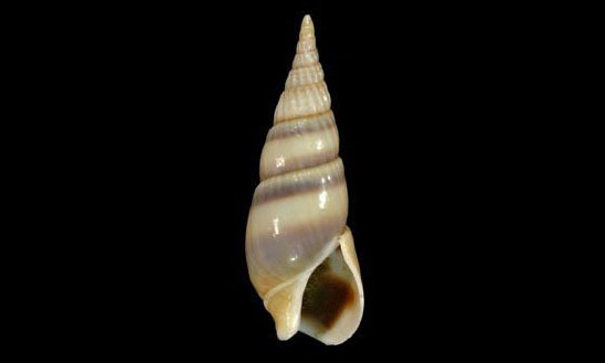 Ribbon bullia - Shamuk (শামুক) - Bullia vittata - Type: Sea_snails