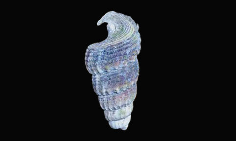 Obtuse horn shell - motra leza (মোত্রা ল্যাজা) - Cerithidea obtusa - Type: Sea_snails