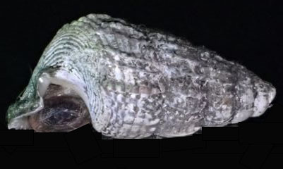 Quadrate horn shell - motra leza (মোত্রা ল্যাজা) - Cerithidea quoyii - Type: Sea_snails