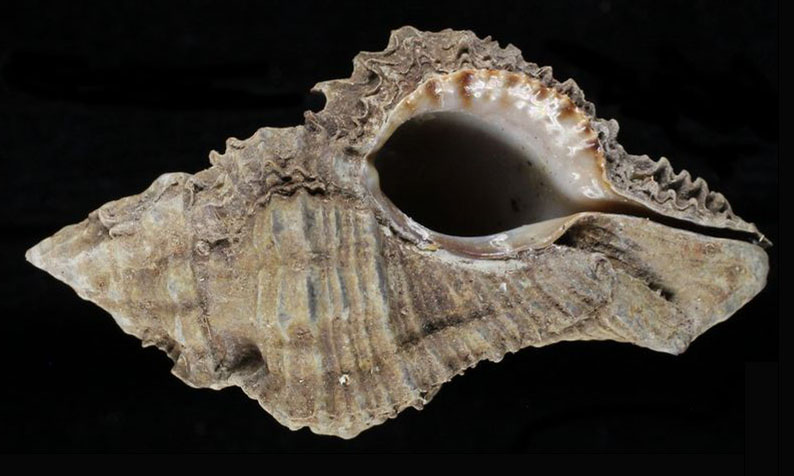 Mangrove murex - Lamba shamuk (লম্বা শামুক) - Chicoreus capucinus - Type: Sea_snails