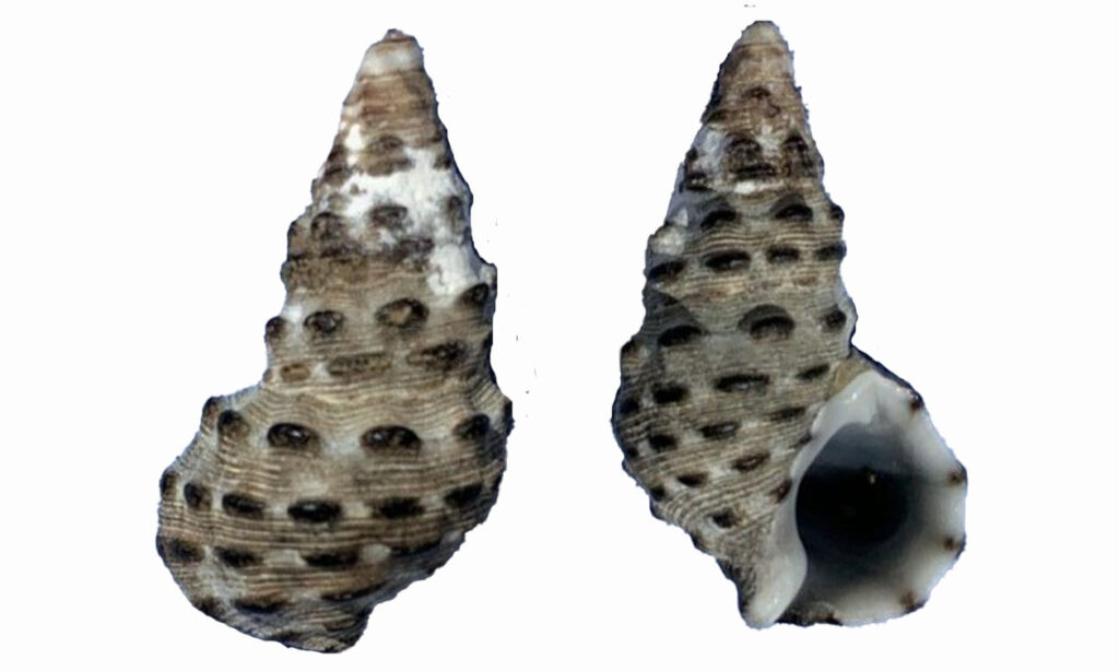 morus cerith, bifasciated cerith - Fulkata leza shamuk (ফুলকাটা ল্যাজা শামুক) - Clypeomorus bifasciata - Type: Sea_snails