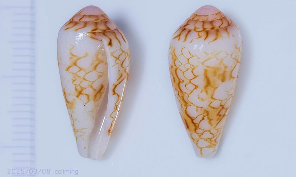 Textile cone, Textile cone shell - Gol angkti shamuk (গোল আংটি শামুক) - Conus textile - Type: Sea_snails