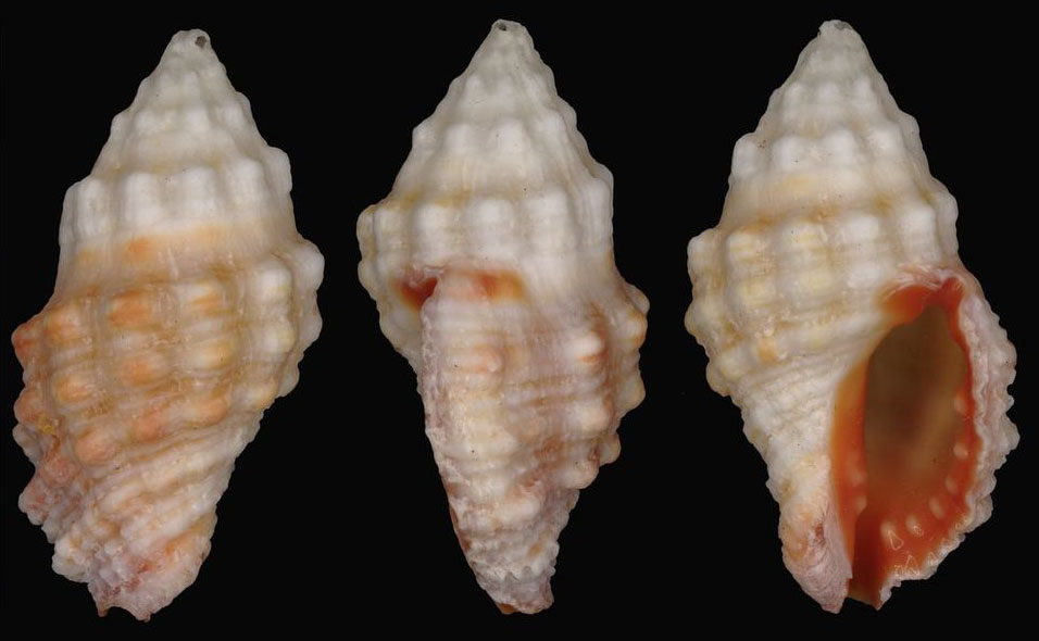 Muricid Drill - - Drupella rugosa - Type: Sea_snails