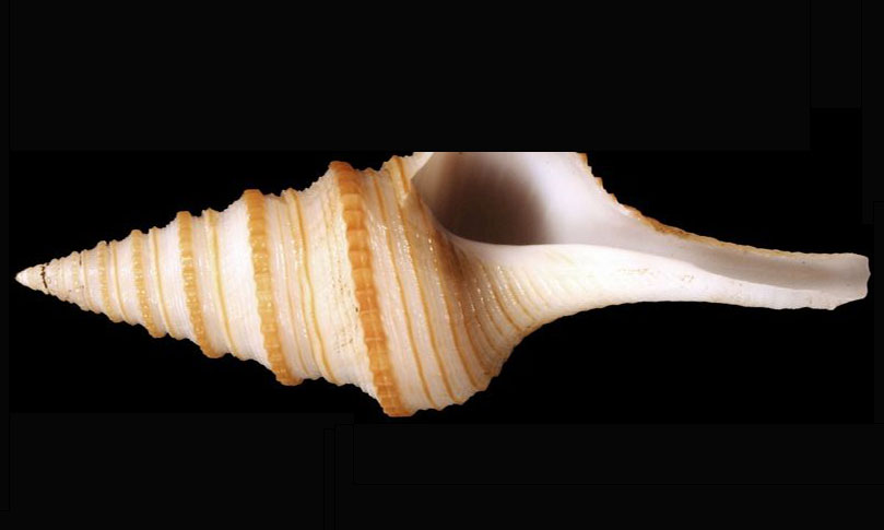 Specios Gem Turrid, Splendid Turrid. - Kangaroo Shamuk (ক্যাঙ্গারু শামুক) - Gemmula speciosa - Type: Sea_snails