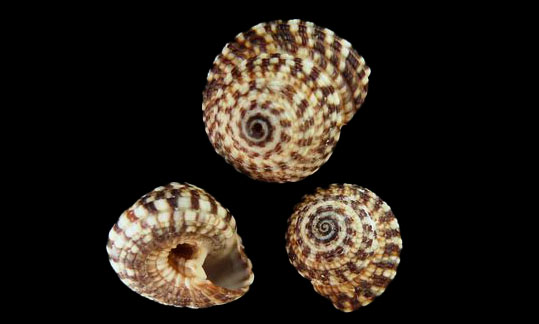 Variegated Sundial - Chato Sati Shamuk (ছাতো সাতি শামুক) - Heliacus areola - Type: Sea_snails